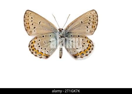 Idas Blau, Nordblau (Plebejus idas, Plebeius idas), männlich, Unterseite, ausgeschnitten Stockfoto