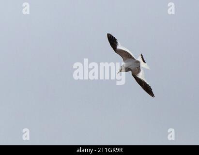 sabine-Möwe, Gabelschwanzmöwe, Xeme (Xema sabini), junge Gabelschwanzmöwe im Flug, dorsale Ansicht, Niederlande, Friesland Stockfoto