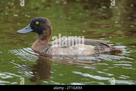 Getuftete Ente, getuftete Pochard (Aythya fuligula), schwimmender junger drake, Seitenansicht, Niederlande Stockfoto