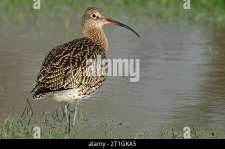 westlicher Brach, Eurasischer Brach, gewöhnlicher Brach (Numenius arquata), Nahrungssuche im Flachwasser, Niederlande Stockfoto