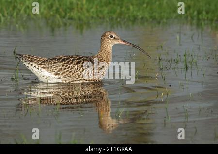 westlicher Brach, Eurasischer Brach, gewöhnlicher Brach (Numenius arquata), Schwimmen, Seitenansicht, Niederlande Stockfoto