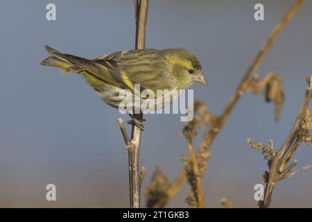 Fichtensiskin (Spinus spinus, Carduelis spinus), junger Mann, der auf einem Zweig sitzt, Italien, Toskana Stockfoto