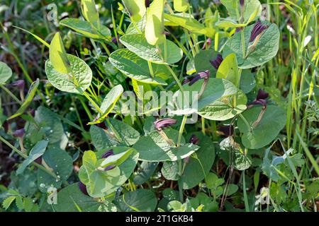 Abstrichkraut, rundblättriges Geburtskraut (Aristolochia rotunda), blühend, Kroatien Stockfoto