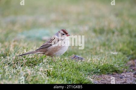 Weißkrone Spatrow (Zonotrichia leucophrys), Erstwinterzeit Weißkrone Spatrow on the Ground, Vereinigtes Königreich, Schottland Stockfoto