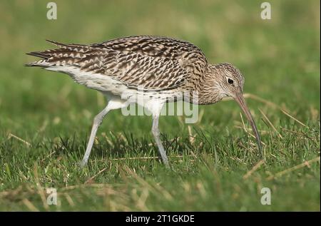 westlicher Brachvogel (Numenius arquata), unreif stehend auf einem Feld, von der Seite gesehen, Niederlande, Nordholland Stockfoto