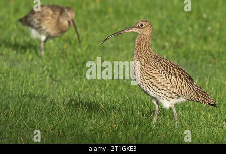 westliche Brachblume (Numenius arquata), zwei westliche Brachblöcke in einem Sumpfgebiet, Niederlande Stockfoto