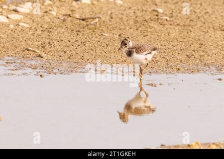 nördliche Kiebitze (Vanellus vanellus), Küken am Wasser, Jagd, Deutschland, Bayern Stockfoto