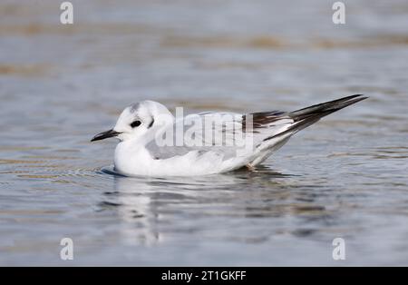 Bonaparte-Möwe (Larus philadelphia, Chroicocephalus philadelphia), schwimmt auf einem See, im Wintergefieder, Europa Stockfoto