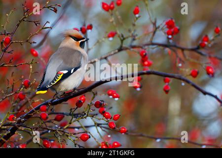 Bohemian Wachsflügel (Bombycilla garrulus), sitzend auf einem Zweig mit roten Beeren, Niederlande, Südholland Stockfoto