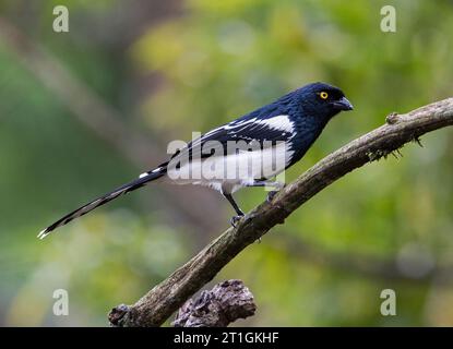 Magpie Tanager (Cissopis leverianus Major, Cissopis Major), auf einem Zweig im brasilianischen Regenwald, Brasilien Stockfoto