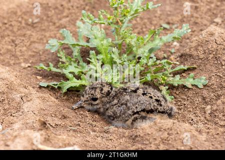 nordkiefer (Vanellus vanellus), Küken an Feldgrenze, Deutschland, Hessen, Vogelschutzgebiet Amoeneburger Becken Stockfoto