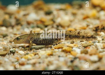 Europäischer Feuersalamander (Salamandra salamandra), Larve auf Kiesboden, Seitenansicht, Deutschland, Bayern Stockfoto