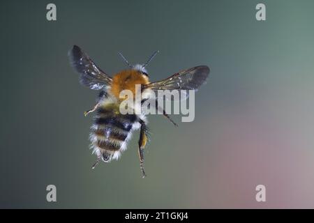 Karderbiene, gewöhnliche Karderbiene (Bombus pascuorum, Bombus agrorum, Megabombus pascuorum), im Flug, Draufsicht, Deutschland Stockfoto