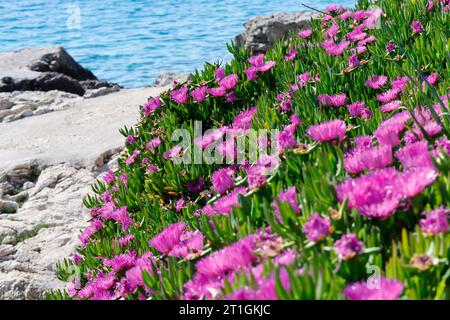 sally my gutsome, Hottentot fig (Carpobrotus acinaciformis, Carpobrotus edulis var. Acinaciformis), blühend, Kroatien Stockfoto