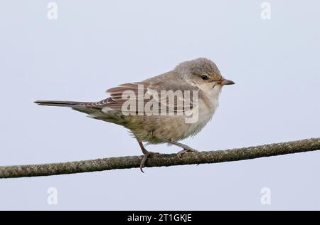 Barred Warbler (Sylvia nisoria), First-Winter Barred Warbler während der Herbstwanderung, Vereinigtes Königreich, Schottland Stockfoto