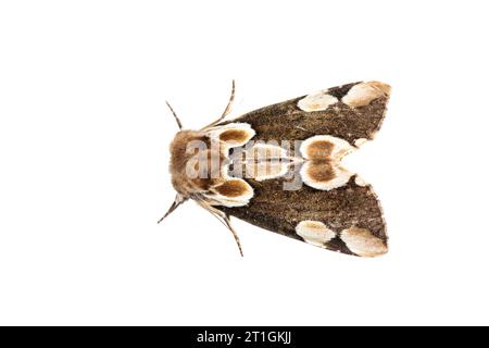Pfirsichblüte (Thyatira batis, Thyatira rubrescens), Oberseite, ausschneiden Stockfoto