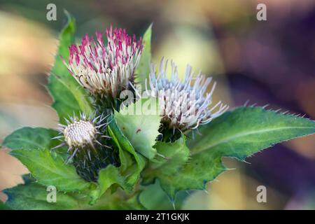 Kohl Distel (Cirsium Oleraceum), blühen, Deutschland Stockfoto