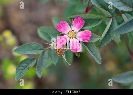 Rotwein, Rotwein (Rosa glauca, Rosa rubrifolia, ROAS rubifolia), blühender Zweig Stockfoto