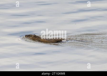 Muskrate (Ondatra zibethicus), Schwimmen in einem Fluss, Seitenansicht, Deutschland, Bayern Stockfoto