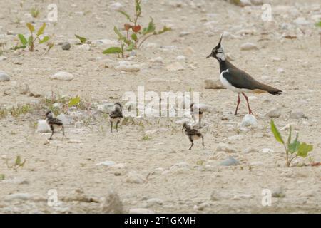 nördliche Kippe (Vanellus vanellus) mit vier Flaumküken auf einem renaturierten Kiesbergbaugebiet, Deutschland, Bayern Stockfoto