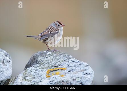 Weißkrone Spatrow (Zonotrichia leucophrys), Erstwinterzeit Weißkrone Spatrow, Vereinigtes Königreich, Schottland Stockfoto