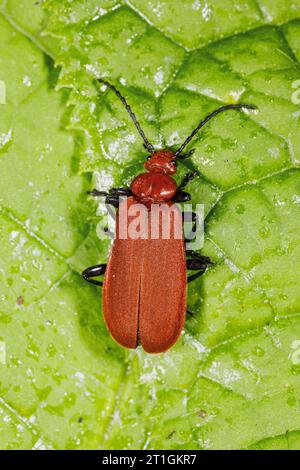 Kardinalkäfer, Kardinalkäfer, Rotkäfer (Pyrochroa serraticornis), sitzend auf einem Blatt, Rückenansicht, Deutschland, Bayern Stockfoto