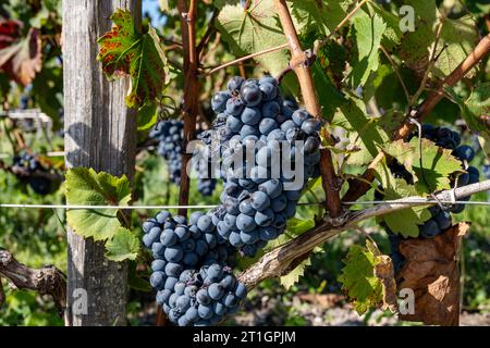 Weinberge im Dorf Pauillac mit Reihen von Reifen roten Cabernet Sauvignon Rebsorten der Haut-Medoc Weinberge in Bordeaux, linkes Ufer der Gironde Mündung Stockfoto