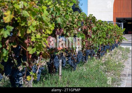 Weinberge im Dorf Pauillac, Erntearbeiten, reife Trauben bereit zur Ernte, Haut-Medoc Weinberge in Bordeaux, linkes Ufer der Mündung Gironde, Frankreich, Stockfoto