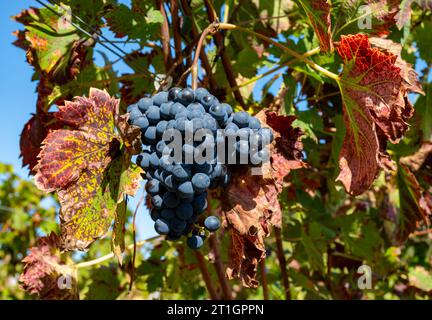 Weinberge im Dorf Pauillac mit Reihen von Reifen roten Cabernet Sauvignon Rebsorten der Haut-Medoc Weinberge in Bordeaux, linkes Ufer der Gironde Mündung Stockfoto