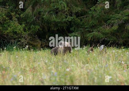 Grizzly Bear an der Küste von Knight Inlet im Regional District of Mount Waddington in British Columbia in Kanada. Stockfoto