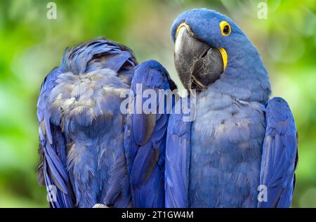 Das Paar des Hyazinthenaras (Anodorhynchus hyacinthinus) oder Hyazintharas Stockfoto