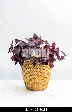 Oxalis triangularis oder Purple Shamrock isoliert auf weißem Hintergrund Stockfoto