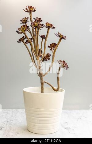 Aeonium Arboreum zwartkop Schwarzrosensukkulente Pflanze in weißem Keramiktopf Stockfoto