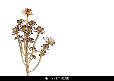 Aeonium schwarze Rose Zierpflanze isoliert auf weißem Hintergrund mit Kopierraum Stockfoto