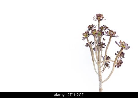 Aeonium Arboreum Schwarze Rose Zwartkop Sukkulente Pflanze auf weißem Hintergrund mit leerem Raum für Text Stockfoto