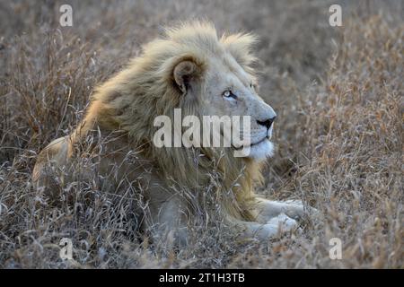 Porträt eines weißen Löwen (Panthera leo), männlich, Kruger-to-Canyons Biosphere Region, Limpopo Province, Südafrika Stockfoto