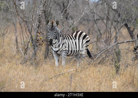 Plains Zebra (Equus quagga), Ngala Private Game Reserve, Timbavati Region, Limpopo Province, Südafrika Stockfoto