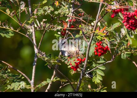 Der Gelbbauchsauger (Sphyrapicus varius) an Vogelbeeren (Sorbus aucuparia, bekannt als Bergasche. Stockfoto