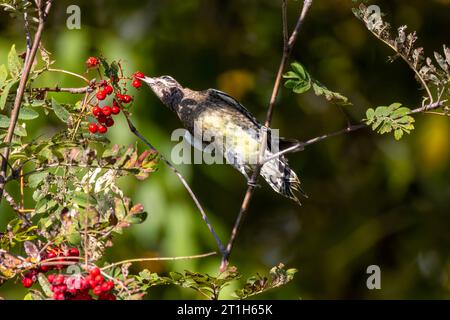 Der Gelbbauchsauger (Sphyrapicus varius) an Vogelbeeren (Sorbus aucuparia, bekannt als Bergasche. Stockfoto