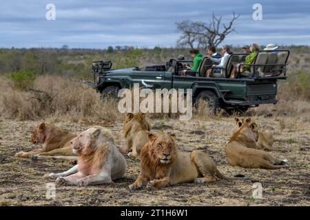 Touristen beobachten Löwen (Panthera leo) des Birmingham Stolzes, weiße und braune Tiere, Ngala Private Game Reserve, Timbavati Region, Limpopo Stockfoto