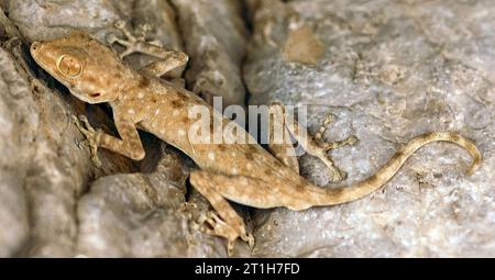 Gecko mit Fächerfingern versteckt sich in Felsspalten. Judäische Wüste, Israel Stockfoto