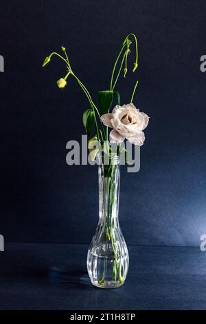 Eine einzelne weiße Blume, die in einer Glasvase angeordnet ist, zusammen mit grünen Blütenknospen und Blättern. Die Vase wird vor einem schwarzen Hintergrund platziert und von rechts beleuchtet. Stockfoto