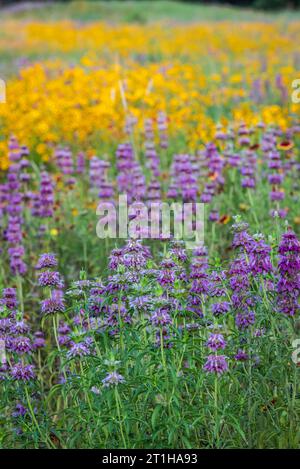 Einheimische Wildblumen mit gelben, lila und grünen Farben in einem Park in der Nähe eines Sees im Frühling in Austin, Texas America, USA Stockfoto