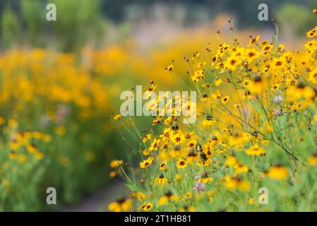 Einheimische Wildblumen mit gelben, lila und grünen Farben in einem Park in der Nähe eines Sees im Frühling in Austin, Texas America, USA Stockfoto