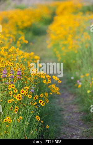 Einheimische Wildblumen mit gelben, lila und grünen Farben in einem Park in der Nähe eines Sees im Frühling in Austin, Texas America, USA Stockfoto