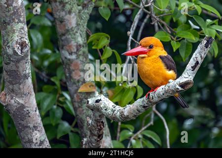 Braunflügeliger Eisvogel (Pelargopsis amauroptera) ist ein grober großer orangenvogel mit einem übergroßen Kopf und einem scharlachroten Dolch eines Scheins. Stockfoto