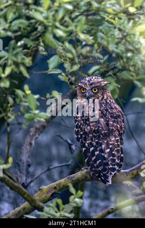 Buffy Fish-Owl (Ketupa ketupu) ist eine große orange-braune Eule mit auffälligen „Hörnern“ und hellgelben Augen. Heller als andere große gehörnte Eule Stockfoto