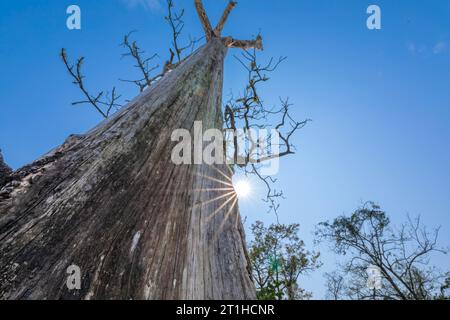 Foto eines toten Baumes mit Nachmittagssonne, die einen Sonnenstern bildet. Schuss am Fuße des Baumes. Stockfoto