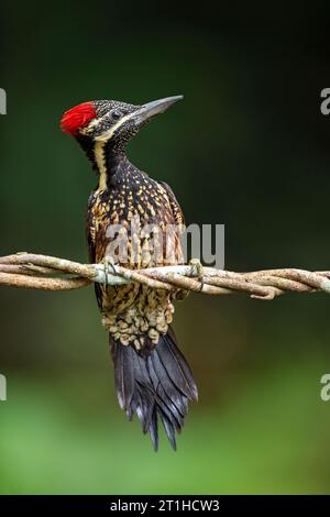 Der Schwarzspecht (Dinopium benghalense) ist ein gewöhnlicher, „Kleinschnabelspecht“ mit goldenem Rücken und vier Zehen. Stockfoto