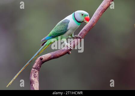 Malabar Sittich oder Blauflügelsittich (Psittacula columboides) – Ein markanter grüner Sittich, der auf die Wälder der westlichen Ghats Indiens beschränkt ist. Stockfoto